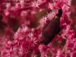 Formosa Egg Cowrie / Cuspivolva formosa by Christian Gloor 